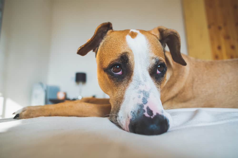 Anxious Dog