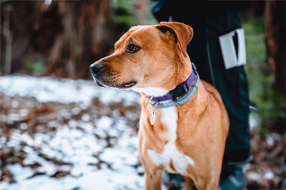 Dog Anxiety Collar