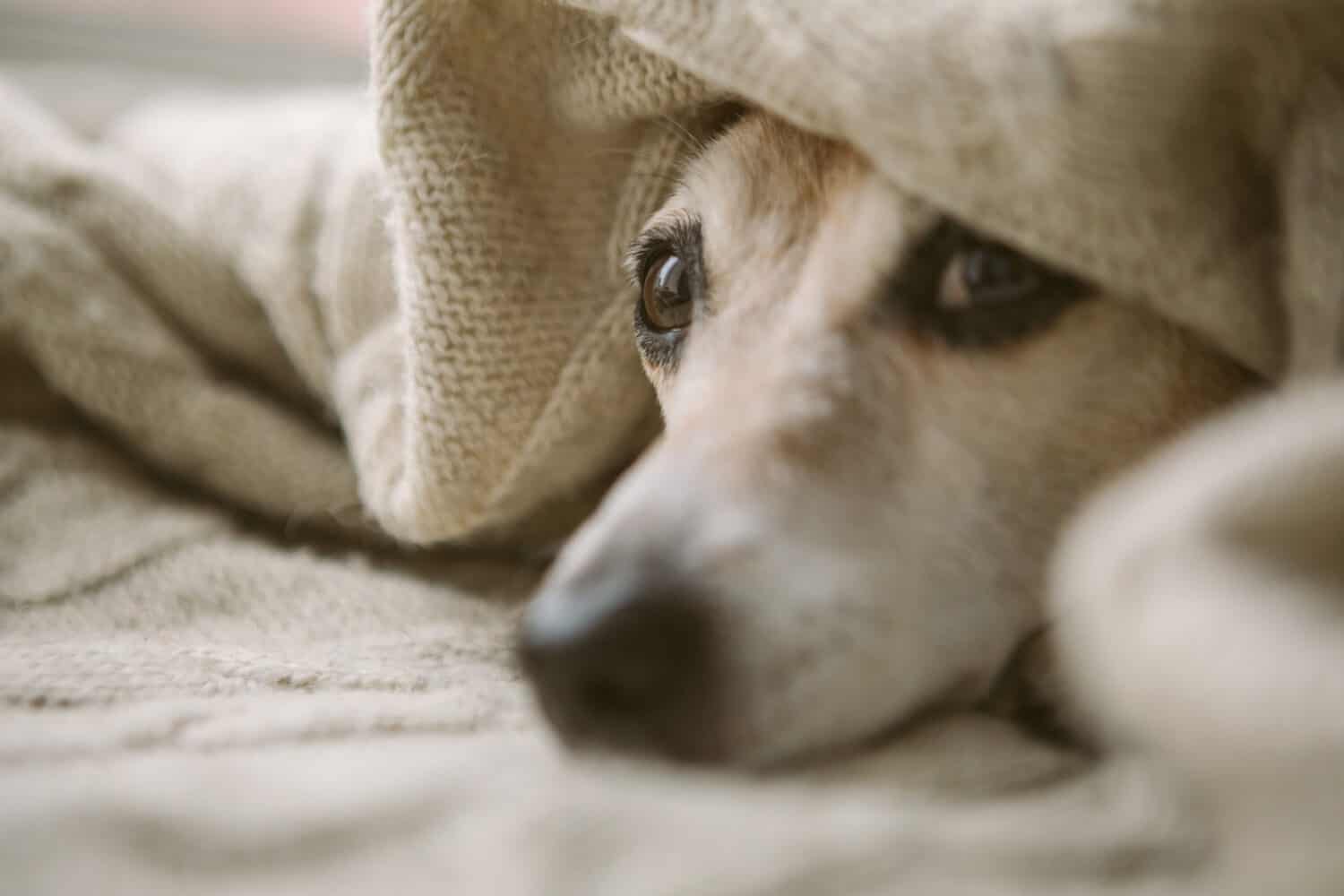 Dog Noise Anxiety: Causes, Symptoms, and Solutions