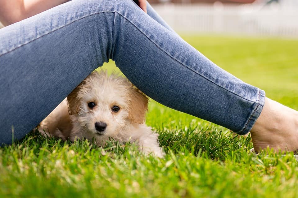 Understanding Separation Anxiety in Puppies