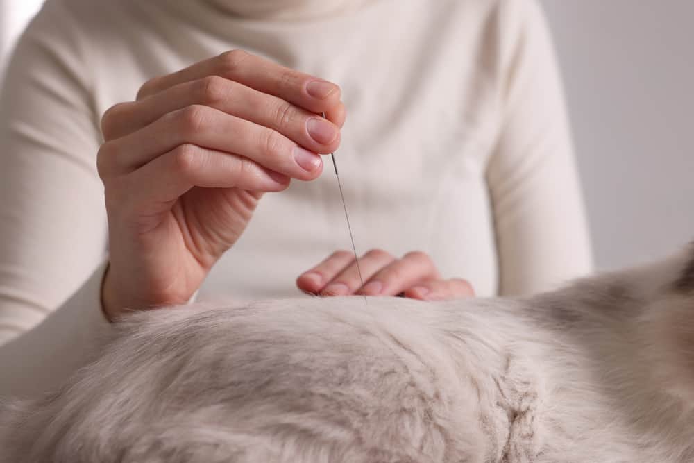 Can Acupuncture Help Your Anxious Dog?