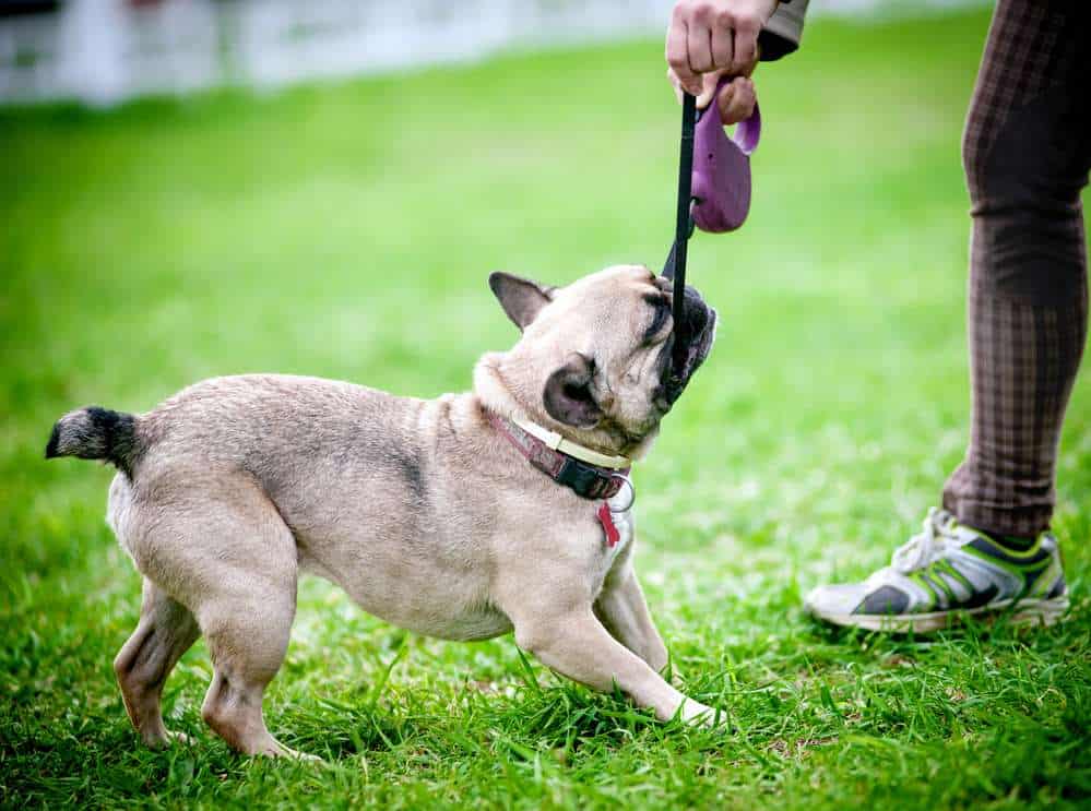 dog behavior modification