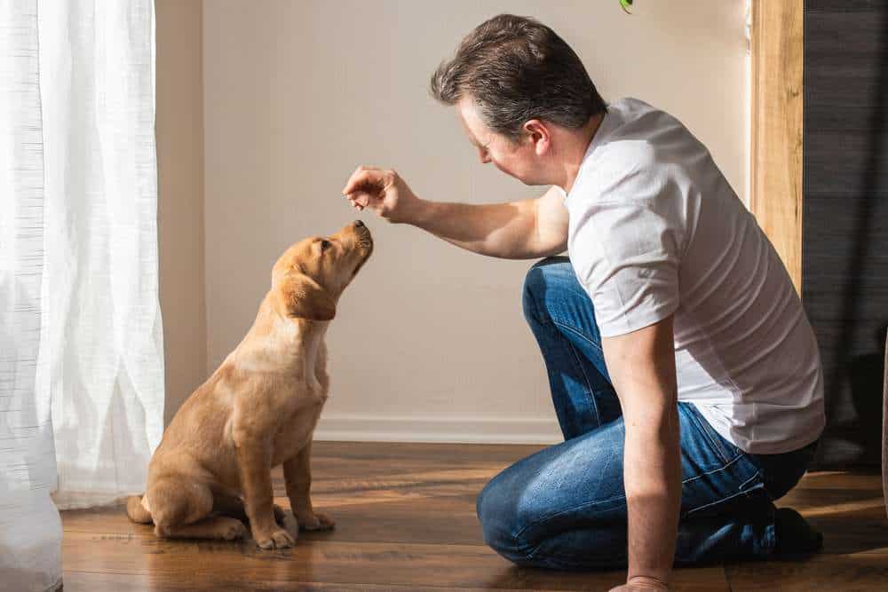 Dog separation anxiety training