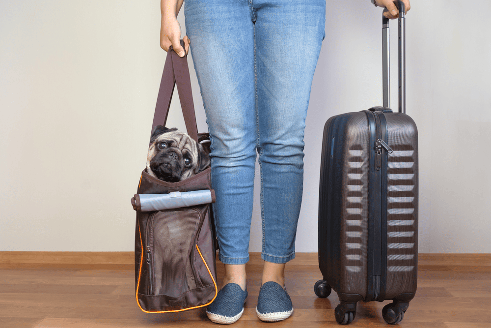 Travel Anxiety in Dogs: A Guide