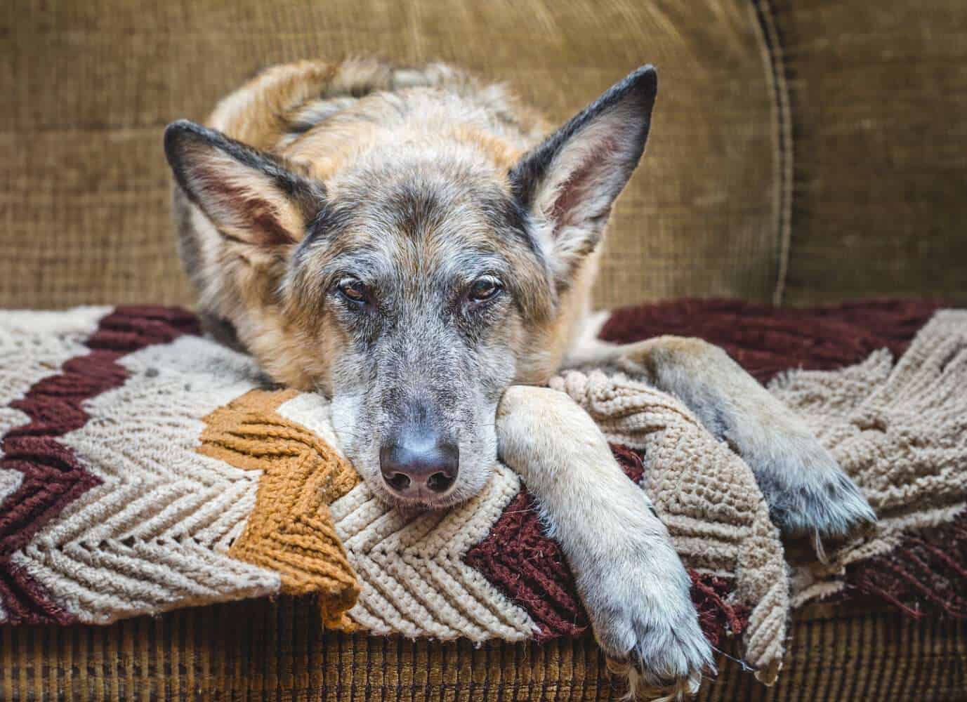 Separation Anxiety in Older Dogs