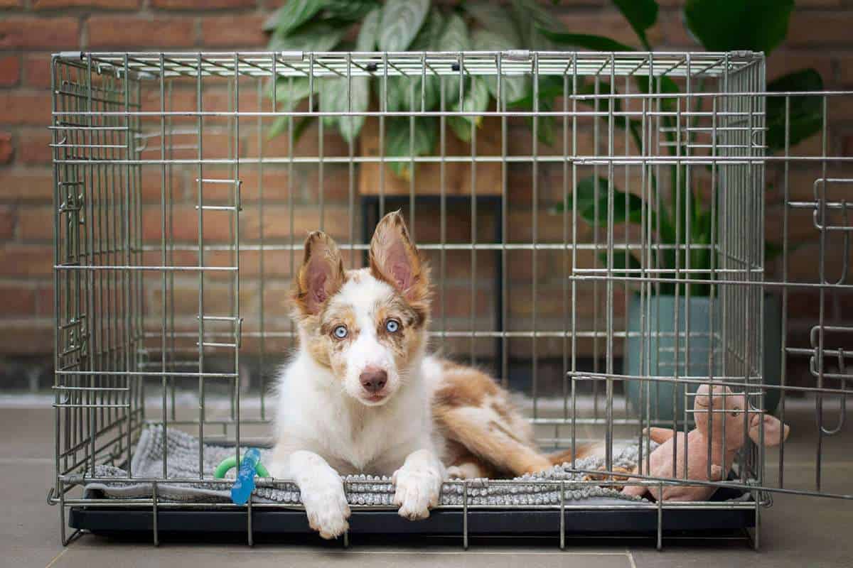 Crate Training for Anxious Dogs: What You Need to Know