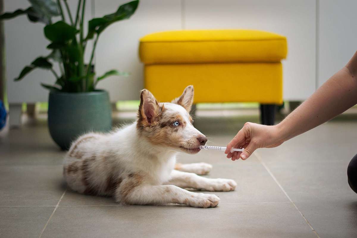 The Different Types of Dog Anxiety Meds