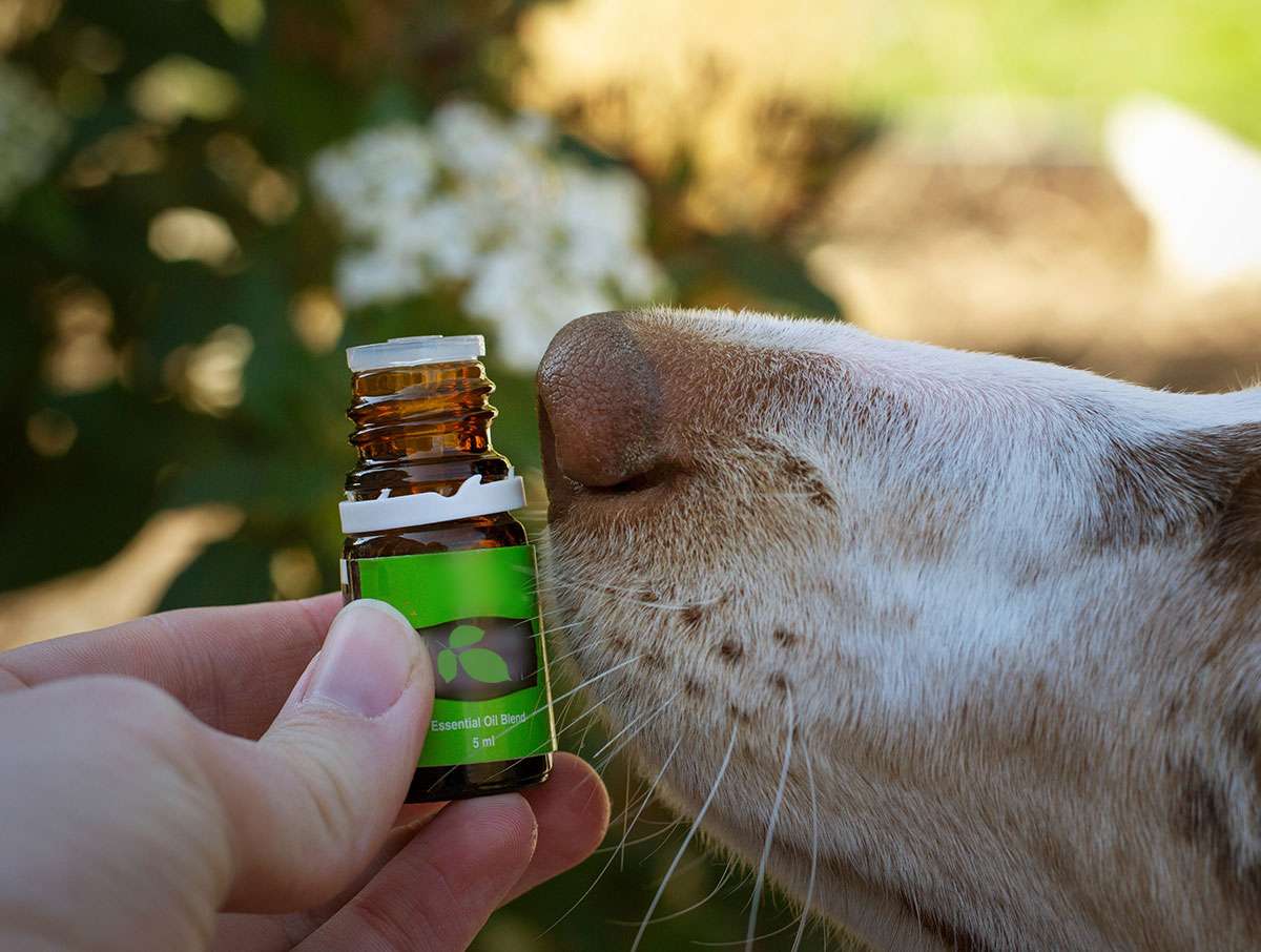 The Power of Scent: Aromatherapy for Anxious Dogs