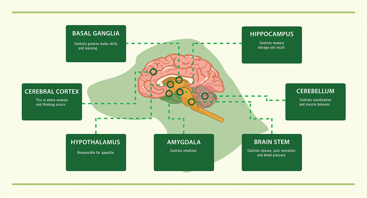 Dog brain