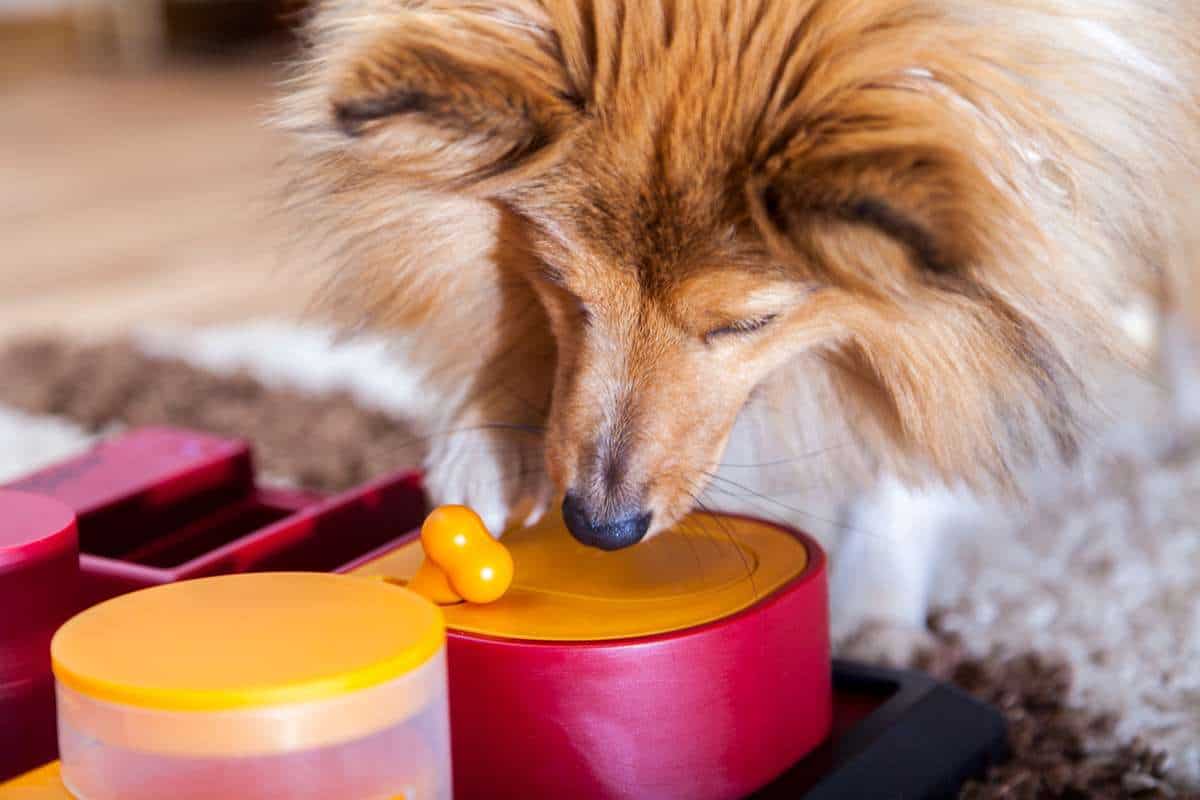 7 Best Dog Puzzle Toys for Your Anxious Dog
