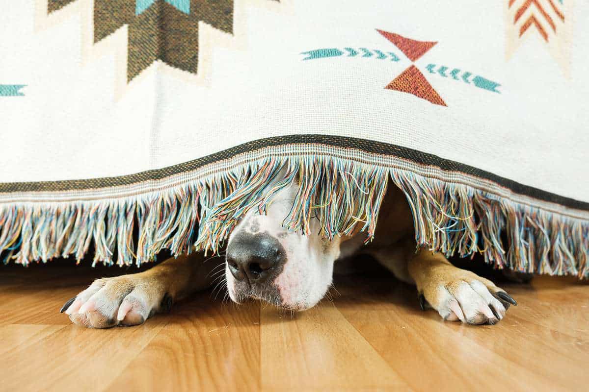 Tackling Your Dog’s Fear of Thunderstorms