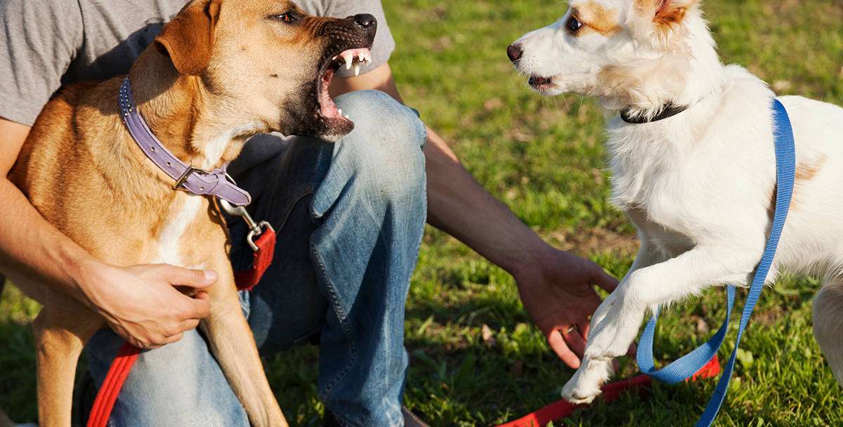 How to Safely Introduce Your Anxious Dog to Other Dogs