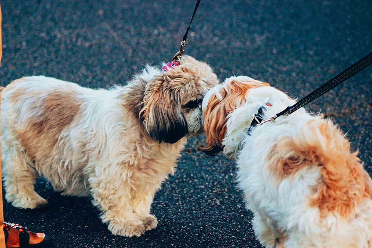 The Dos and Don’ts of Socializing an Anxious Dog with Other Dogs